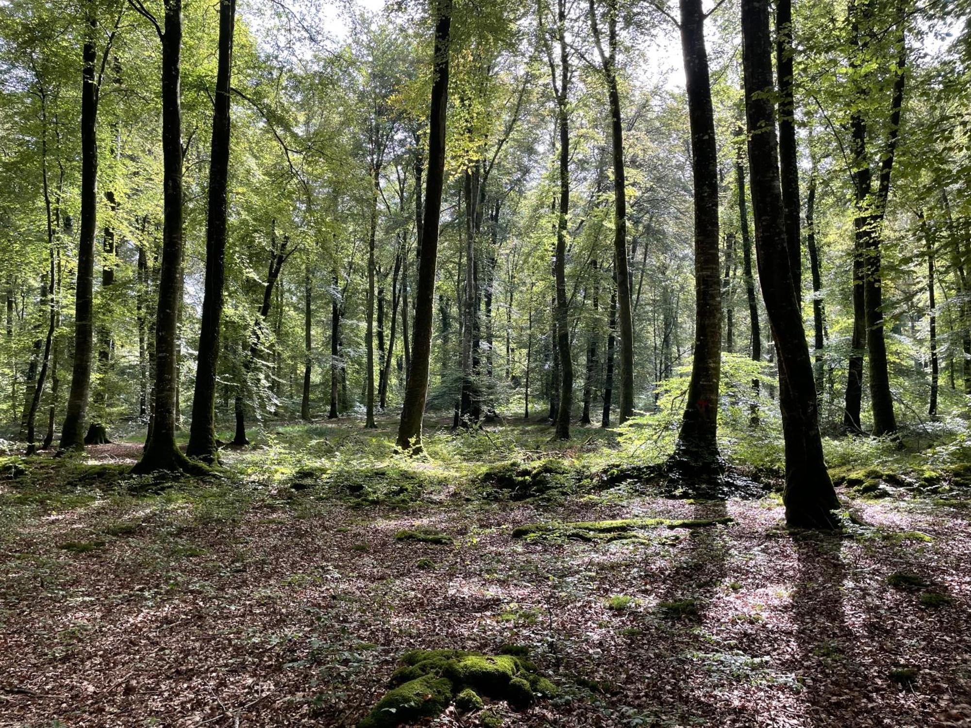 Le Courtil Villa Cerisy-la-Foret Eksteriør bilde